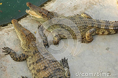 Frightening crocodiles at farm in Thailand Stock Photo