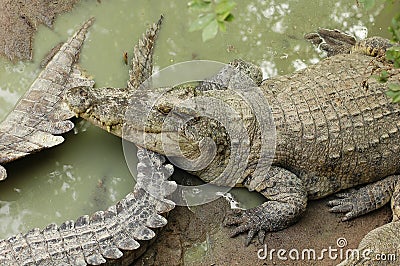 Frightening crocodiles at farm in Thailand Stock Photo