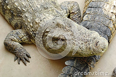 Frightening crocodiles at farm in Thailand Stock Photo