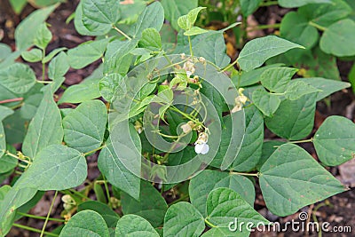 Frijol or black bean plant from a plantation Stock Photo