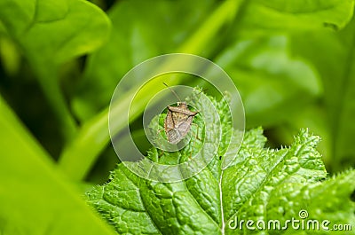 Stink Bug On Radish Leaf Stock Photo