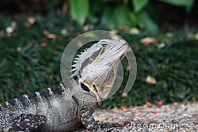 Frill Neck Lizard Stock Photo