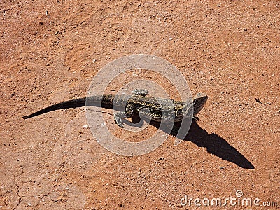 Frill Neck Lizard Stock Photo