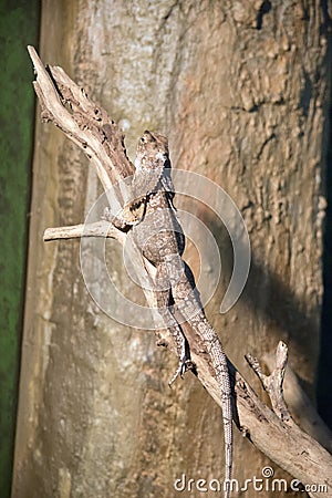 This is a side view of a frill neck lizard Stock Photo