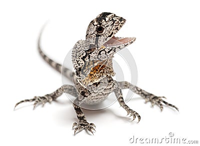 Frill-necked lizard Stock Photo