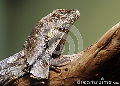 Frill-necked lizard from Australia Stock Photo