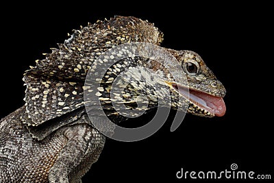 Frill-necked lizard Stock Photo