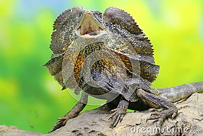 A frilled dragon is expanding its neck to scare off intruders. Stock Photo