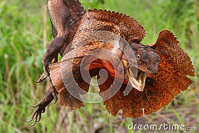 Frilled Lizard Stock Photo