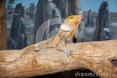 Frill neck lizard Stock Photo