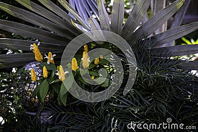 Frills and Fronds Stock Photo