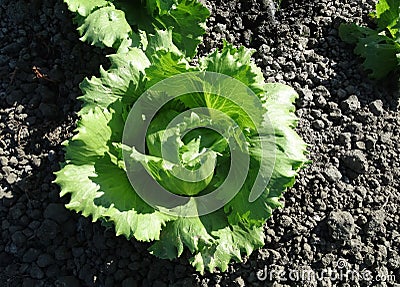 Fringed iceberg lettuce, Lactuca sativa Stock Photo