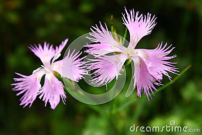 Fringed pink, Dianthus monspessulanus Stock Photo