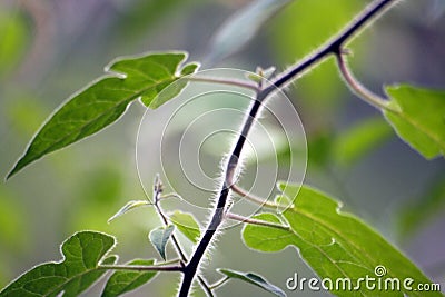 Fringe Tree Stock Photo