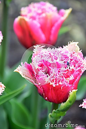 Fringed Tulip Mascotte has lush, double, fuchsia-pink flowers. Stock Photo