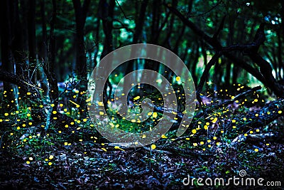 Frireflies flying in the forest at dusk. Stock Photo