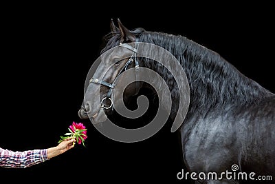 Frisian horse and pion Stock Photo