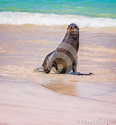 Frisky sea lion looking to play on beach in the Galapagos in Ecuador Stock Photo