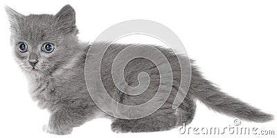 Frisky small kitten isolated Stock Photo