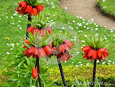 Fritillaria imperialis Stock Photo