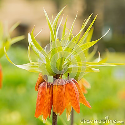 Fritillaria imperialis, luxury decorative flower. Stock Photo