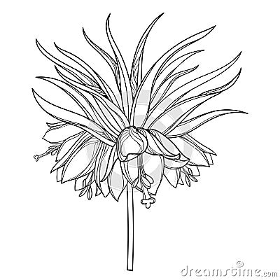 Inflorescence of outline Fritillaria imperialis or crown imperial flower bunch in black isolated on white background. Vector Illustration