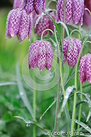 Fritillaria meleagris Stock Photo