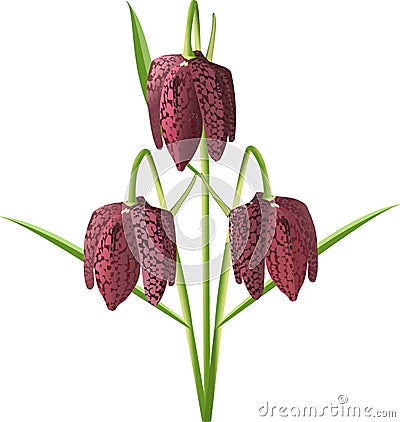 Fritillaria meleagris Vector Illustration