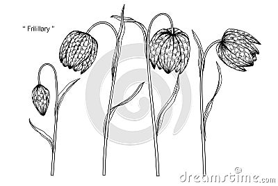 Fritillaria meleagris flower drawing illustration. Black and white with line art. Vector Illustration