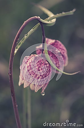 Fritillaria meleagris Stock Photo