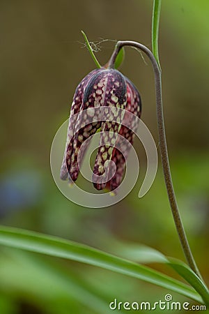 Fritillaria meleagris, or Snake's Head Fritillary, chess Flower Stock Photo