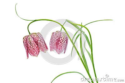 Fritillaria meleagris on white background Stock Photo