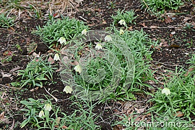 Fritillaria thunbergii ( Zhe bei mu ) flowers. Stock Photo