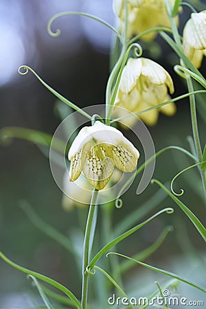 Fritillaria thunbergii ( Zhe bei mu ) flowers. Stock Photo