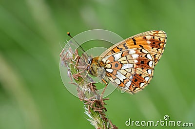 Fritillary Butterfly, Argynnis Stock Photo