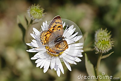 Fritillary Butterfly on Fleabane Stock Photo