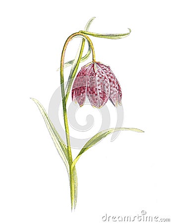 Fritillary or Fritillaria meleagris flower. ornake`s head fritillary, snake`s head or chess flower, frog cup, guinea hen flower. Cartoon Illustration