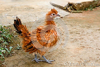 Frizzle feathered chicken Stock Photo