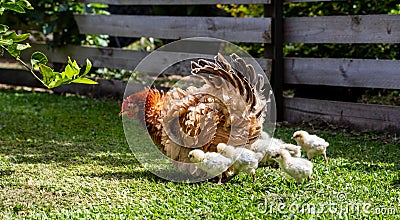 Frizzle hen and chicks Gallus gallus domesticus Stock Photo