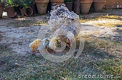 Frizzle hen with her chicks in a grass Stock Photo