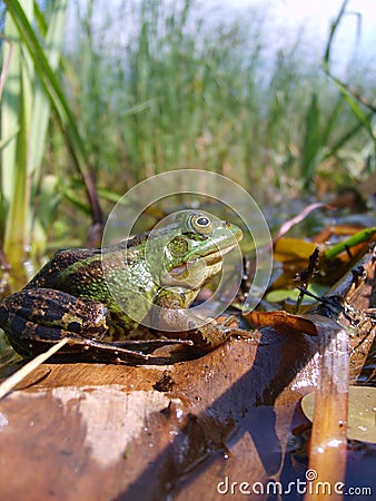 Frog Stock Photo