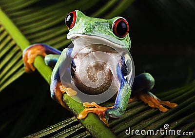 Frog Stock Photo