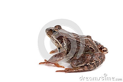 Frog Stock Photo