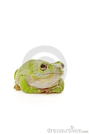 Frog Stock Photo