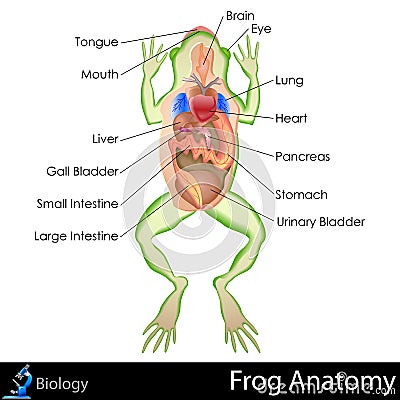 Frog Anatomy Vector Illustration