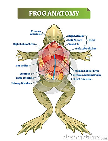 Frog anatomy labeled vector illustration scheme. Educational preparation. Vector Illustration