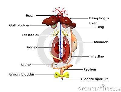 Frog anatomy labelled Stock Photo