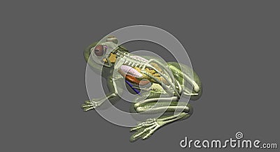 Frog anatomy top-side view Stock Photo