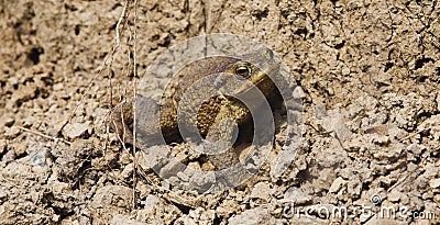 Frog animal in dirt Stock Photo