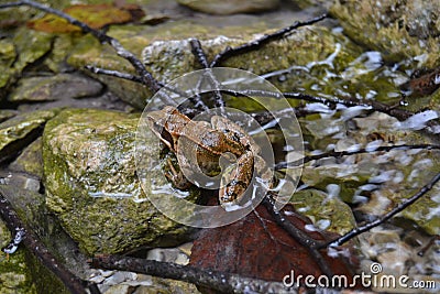 Frog animal river water nice sharpwet brown Stock Photo